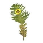 ���������꡼ No.010�Υ���ͥ������ / ��AVA�ס�����32̾�Ǥ������ܤ�ڤ���뿷�⡼�ɤ�6��24���˼���