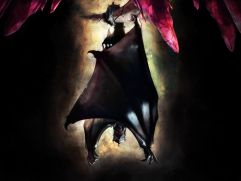 ꡼ No.004Υͥ / ֥饤סINFINITY FIELDɤ˿⡼ɡ֥ХХ륢ӥо