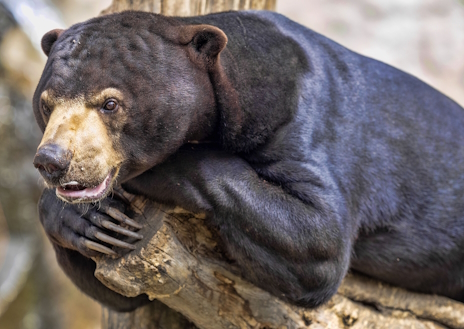 画像ギャラリー No.009のサムネイル画像 / おっさん顔なマレーグマさんの「Buckshot Roulette」レビュー。えーあい!Steam広場