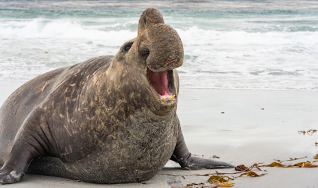画像ギャラリー No.002のサムネイル画像 / 大きな鼻を持つミナミゾウアザラシさんの「Mini Airways」レビュー。えーあい!Steam広場