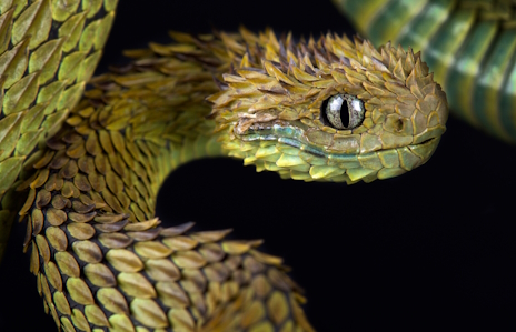 ꡼ No.010Υͥ / ޤεΤ褦ʥإ꡼֥åХѡΡAge of Mythology: Retoldץӥ塼Steam