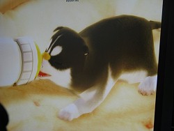 ������#006�Υ���ͥ���/��G��2008��04�ϴ�������ȥ��åץǡ��Ȥ��줿̤ȯ��ͷ������Υͥ�����֡�����ݡ���