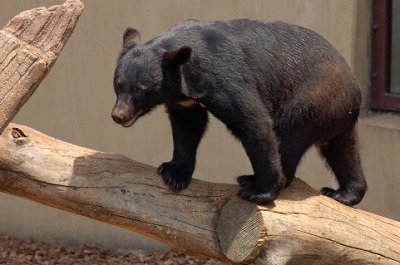 画像ギャラリー No.001のサムネイル画像 / 「エルソード」のアイシャ,レナ,エルスに着せたいアバター装備を選んで実装してもらおう!