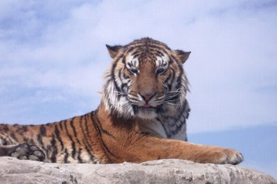 画像ギャラリー No.002のサムネイル画像 / 「エルソード」のアイシャ,レナ,エルスに着せたいアバター装備を選んで実装してもらおう!