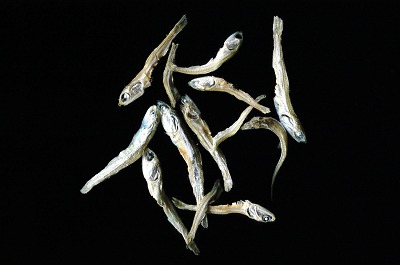 画像ギャラリー No.006のサムネイル画像 / 「エルソード」のアイシャ,レナ,エルスに着せたいアバター装備を選んで実装してもらおう!