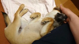 画像ギャラリー No.003のサムネイル画像 / 男色ディーノのゲイムヒヒョー ゼロ:第656回「柴犬のひなが可愛い」