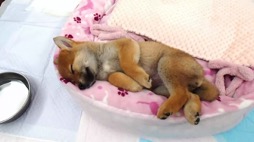 画像ギャラリー No.006のサムネイル画像 / 男色ディーノのゲイムヒヒョー ゼロ:第656回「柴犬のひなが可愛い」