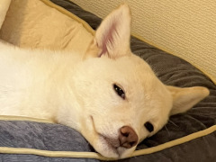 �˿��ǥ����ΤΥ�����ҥҥ硼 ��������704��ֽ񤤤Ƥ⤤�ʤ��ܤ�ȯ������ȯ�䵭ǰ����������ȯɽ������ݤ��ˤĤ��ơ�