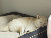 ꡼ No.006 | ˿ǥΤΥҥҥ硼 789ֿʹ֡ѤäƤ