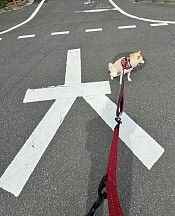 ꡼ No.007 | ˿ǥΤΥҥҥ硼 789ֿʹ֡ѤäƤ