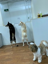 ꡼ No.010 | ˿ǥΤΥҥҥ硼 789ֿʹ֡ѤäƤ