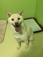 ꡼ No.011 | ˿ǥΤΥҥҥ硼 789ֿʹ֡ѤäƤ