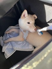 ꡼ No.012 | ˿ǥΤΥҥҥ硼 789ֿʹ֡ѤäƤ