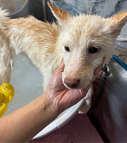 ꡼ No.016 | ˿ǥΤΥҥҥ硼 789ֿʹ֡ѤäƤ