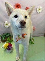 ꡼ No.017 | ˿ǥΤΥҥҥ硼 789ֿʹ֡ѤäƤ