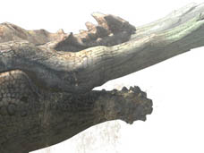 ���������꡼ No.007�Υ���ͥ������ / 4Gamer��1���֤򿶤��֤��Weekly 4Gamer��2010ǯ11��13����11��19��ʬ