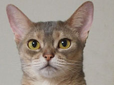 ���������꡼ No.002�Υ���ͥ������ / 4Gamer��1���֤򿶤��֤��Weekly 4Gamer��2011ǯ8��6����8��12��ʬ