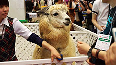 ꡼ No.013Υͥ / 4Gamer1֤򿶤֤Weekly 4Gamer2012ǯ428511ʬ