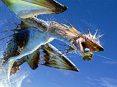 ꡼ No.004Υͥ / 4Gamer1֤򿶤֤Weekly 4Gamer2012ǯ11171123