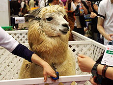 ꡼ No.194Υͥ / 4Gamer1ǯ֤򿶤֤Annual 4Gamer 2012רǯ4Gamer˷Ǻܤ줿22000ܰʾεĺΩä㤦Τϡġġ