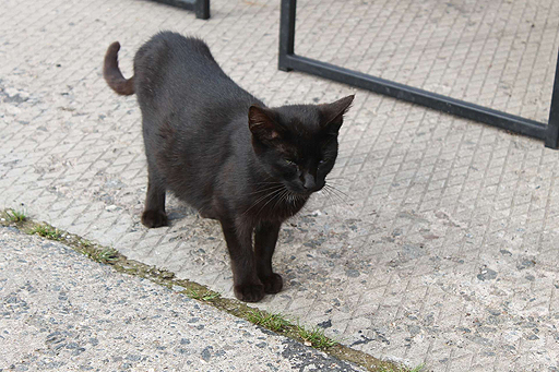 ���������꡼ No.014�Υ���ͥ������ / 4Gamer��1���֤򿶤��֤��Weekly 4Gamer��2017ǯ7��8����7��14��