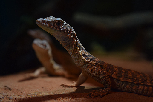 画像ギャラリー No.020のサムネイル画像 / 4Gamerの1週間を振り返る「Weekly 4Gamer」2017年9月9日〜9月15日