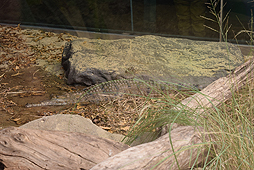 画像ギャラリー No.021のサムネイル画像 / 4Gamerの1週間を振り返る「Weekly 4Gamer」2017年9月9日〜9月15日