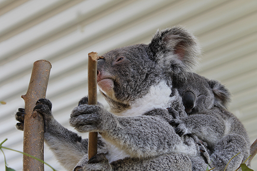 画像ギャラリー No.015のサムネイル画像 / 4Gamerの1週間を振り返る「Weekly 4Gamer」2017年10月21日〜10月27日