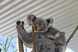 画像ギャラリー No.016のサムネイル画像 / 4Gamerの1週間を振り返る「Weekly 4Gamer」2017年10月21日〜10月27日