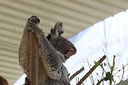 画像ギャラリー No.017のサムネイル画像 / 4Gamerの1週間を振り返る「Weekly 4Gamer」2017年10月21日〜10月27日