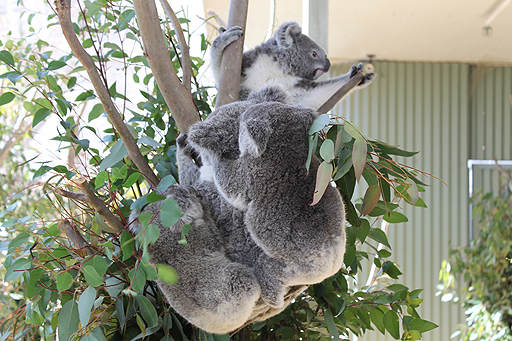 画像ギャラリー No.018のサムネイル画像 / 4Gamerの1週間を振り返る「Weekly 4Gamer」2017年10月21日〜10月27日