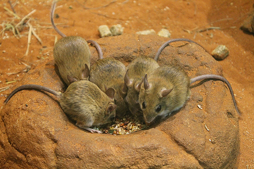 画像ギャラリー No.021のサムネイル画像 / 4Gamerの1週間を振り返る「Weekly 4Gamer」2017年10月21日〜10月27日