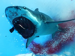 ���������꡼ No.021�Υ���ͥ������ / 4Gamer��1���֤򿶤��֤��Weekly 4Gamer��2020ǯ2��16����2��22��