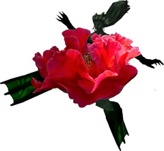 ������#002�Υ���ͥ���/�⤦Υ��ʤ�������SFO�ס����åݥ󥷥꡼�������ƥ�򥬥�����ɲ�