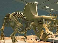 発掘した化石の骨を持ち帰り，博物館で恐竜の全身骨格を復元するシミュレータ「穴掘り恐竜博物館」，本日発売