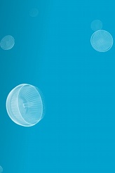 ���������꡼ No.002�Υ���ͥ������ / ��iPhone�ϥ��饲��į���������褦����jellyfish ip���ۿ�����