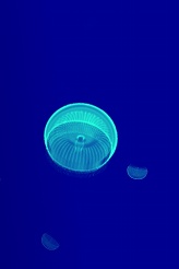 #003Υͥ/iPhoneϥ饲į褦jellyfish ipۿ