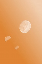 ���������꡼ No.004�Υ���ͥ������ / ��iPhone�ϥ��饲��į���������褦����jellyfish ip���ۿ�����