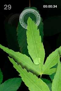 ꡼ No.002Υͥ / iPhoneϥϥɥθꥻ롤3ϡAQUA FORESTפо