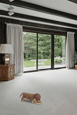 画像ギャラリー No.001のサムネイル画像 / 【リリース】撮影した場所が子犬の部屋に。「マイドッグ マイルーム」,配信中