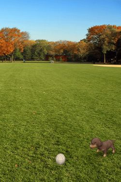 画像ギャラリー No.003のサムネイル画像 / 【リリース】撮影した場所が子犬の部屋に。「マイドッグ マイルーム」,配信中