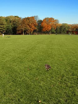画像ギャラリー No.008のサムネイル画像 / 【リリース】撮影した場所が子犬の部屋に。「マイドッグ マイルーム」,配信中