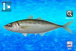 ���������꡼ No.004�Υ���ͥ������ / �ϥɥ��󡤴���̵����iPhone������֤ᤶ��!!���ޥ��������ۿ�