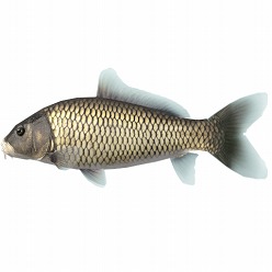 ���������꡼ No.010�Υ���ͥ������ / �ϥɥ��󡤴���̵����iPhone������֤ᤶ��!!���ޥ��������ۿ�