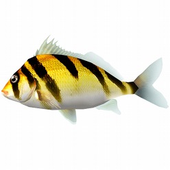 ���������꡼ No.011�Υ���ͥ������ / �ϥɥ��󡤴���̵����iPhone������֤ᤶ��!!���ޥ��������ۿ�