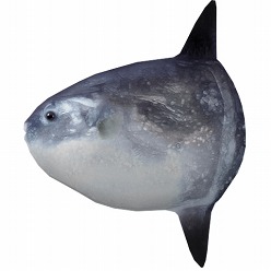 ���������꡼ No.012�Υ���ͥ������ / �ϥɥ��󡤴���̵����iPhone������֤ᤶ��!!���ޥ��������ۿ�