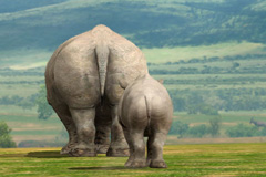 ꡼ No.001 | AFRIKAס饤󡦥եȥƥȤǽ󡣥ơޤϡֻפС