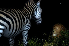 ꡼ No.002 | AFRIKAס饤󡦥եȥƥȤǽ󡣥ơޤϡֻפС