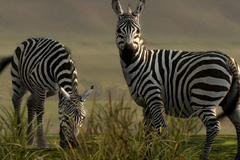 ꡼ No.003 | AFRIKAס饤󡦥եȥƥȤǽ󡣥ơޤϡֻפС