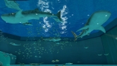 画像ギャラリー No.010のサムネイル画像 / 沖縄美ら海水族館「黒潮の海」がPS Home内でバーチャル再現
